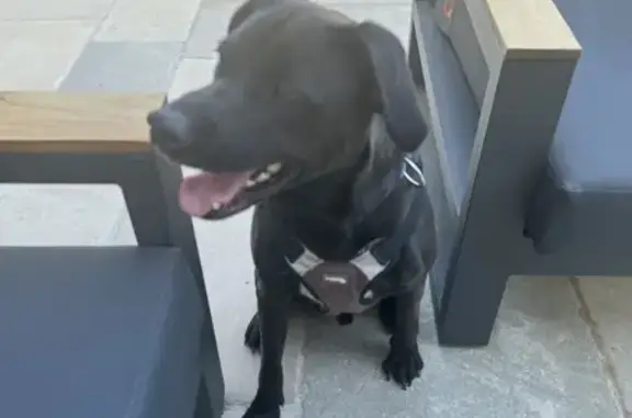 Chien staffie trouvé à Oppède - photo