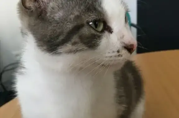 Chatte sociable trouvée à Charentilly - photo