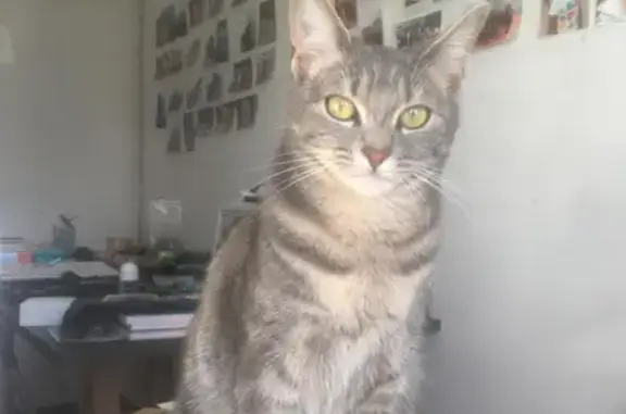 Chat tigré gris perdu à Saint-Pol - photo