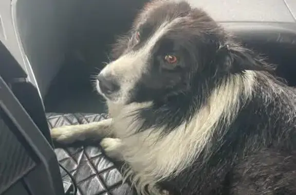 Chien retrouvé à Ouzouer - photo
