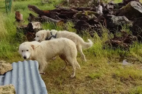 Chien errant à Sepmes récupéré - photo