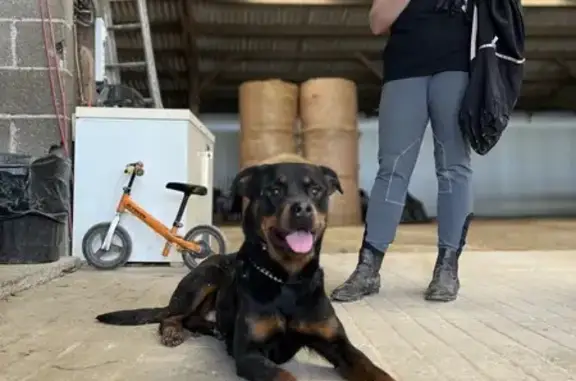 Chien trouvé , photo: Rottweiler maigre trouvé à Bouillancourt