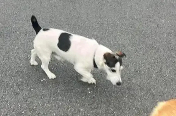 Animaux trouvés Bretteville, photo: Jack Russel trouvé près cimetière