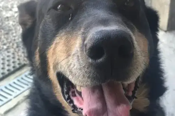 Chien perdu Kernilis, photo : Chien Beauceron César perdu