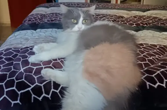 Gatos perdidos, , foto: ¡Ayuda! Gata Persa Tricolor Perdida en La Llagosta