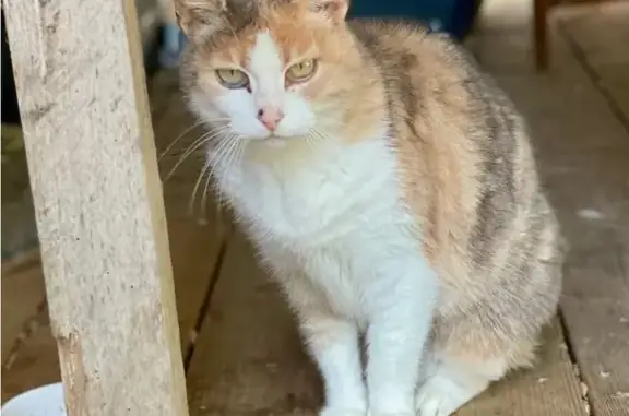 Chat errant à Labenne cherche foyer - photo