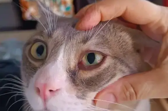 Gatos perdidos, , foto: ¡Ayuda! Gato Gris Atigrado Perdido en Huétor Vega