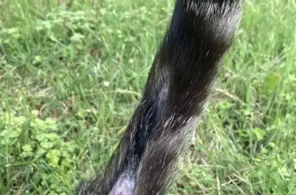 Chat trouvé, queue abîmée à Ste-Croix - photo