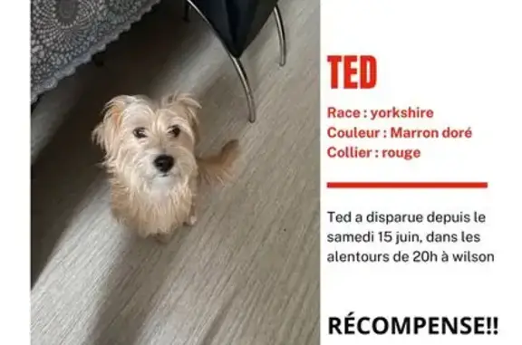 Chien perdu à Reims - Pucé & Vacciné - photo