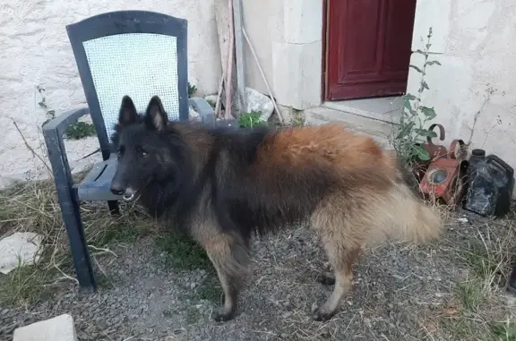 Chien perdu Nouvelle-Aquitaine, photo : Chien Tervueren perdu à Champdeniers