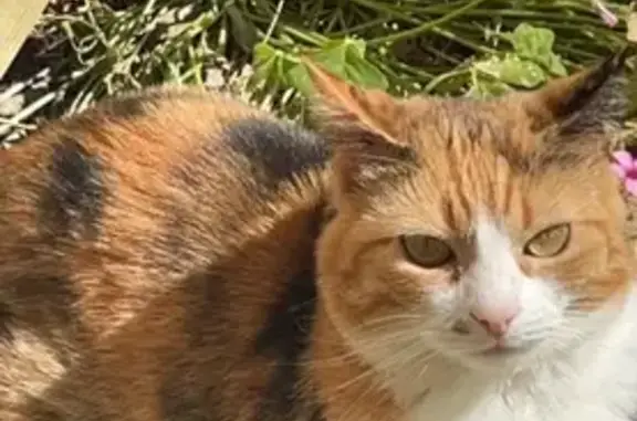 Animaux perdus Marguerittes, photo: Chat perdu: Tache nez, Marguerittes