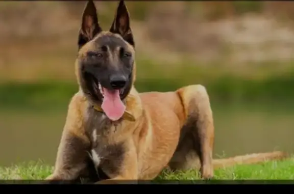 Chien perdu , photo : Alerte: Malinois LOU disparu