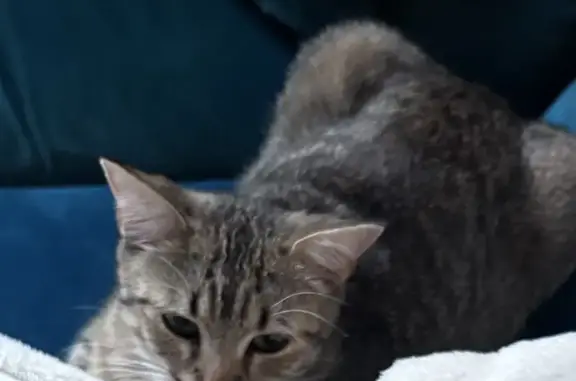 Animaux perdus Annecy, photo: Chatte Minette disparue à Annecy