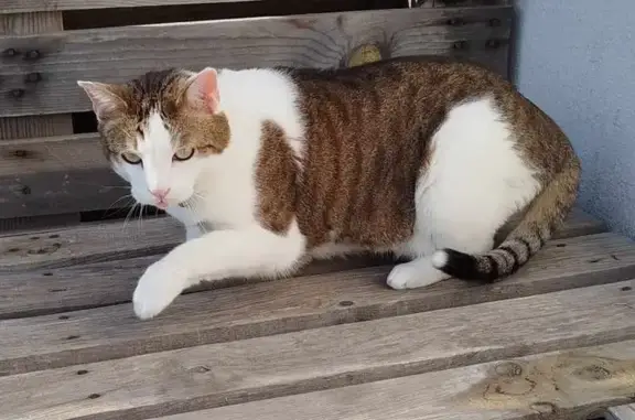 Chat perdu, Hendaye, photo: Chatte craintive perdue à Hendaye