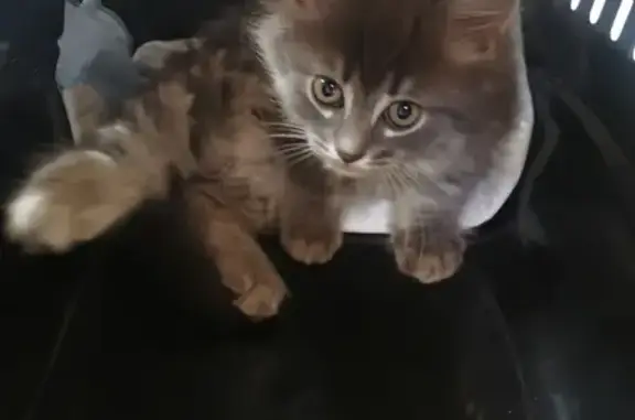 Chaton angora trouvé à Sallanches - photo