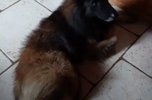Chien Tervueren Perdu à Champdeniers - photo