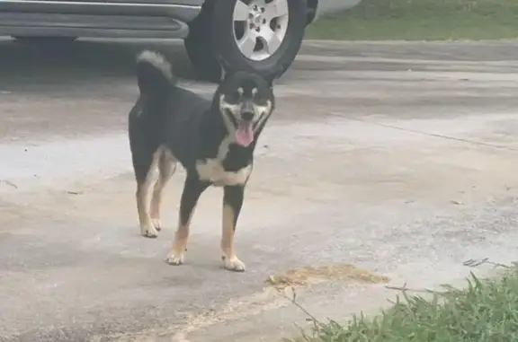 Found Shiba Inu in Cherokee Woods - Call Now!