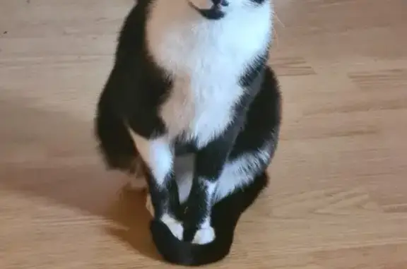 Lost Cat Alert: Black & White British Shorthair!