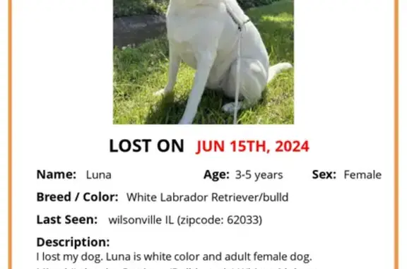 Lost White Dog in Wilsonville - Reward!