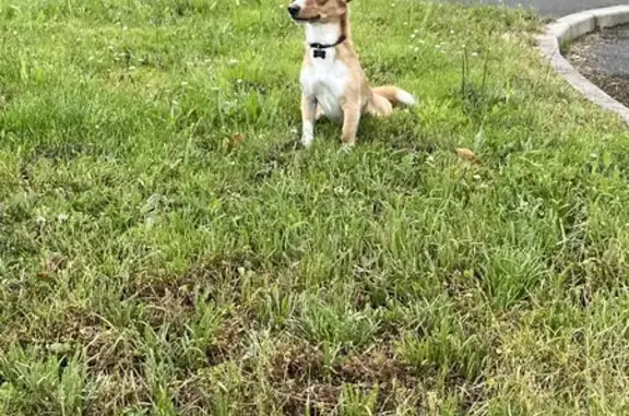 Twilly, chien perdu à Châteaubriant - photo