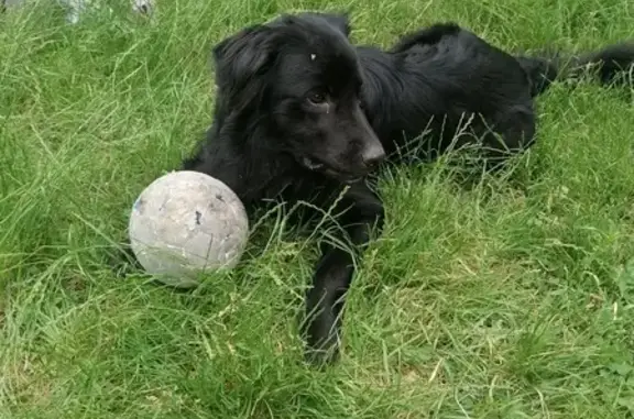 Chien perdu à Ventenac retrouvé - photo