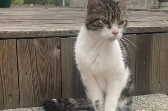 Chatte tigrée retrouvée à Livet - photo