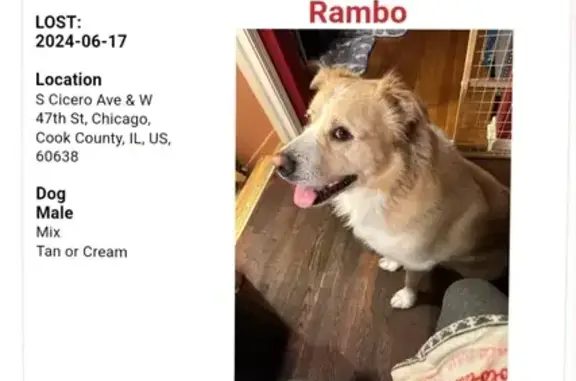 Lost Dog Alert: Rambo - Tan/White Lab Mix in Chicago!