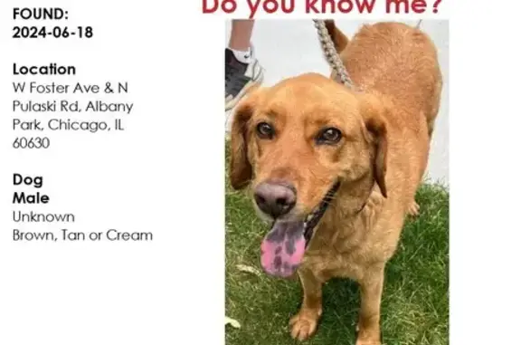 Found Dog: Reddish-Brown, Chicago Collar - Help!