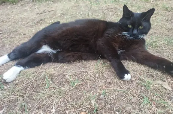 Animaux perdus Marseille Bompard, photo: Chatte Bakara disparue à Marseille