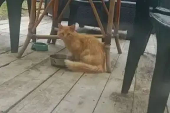 Chat errant à Châtillon C3 - photo