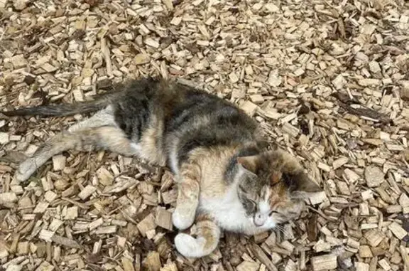Chat pucé trouvé près du stade - photo