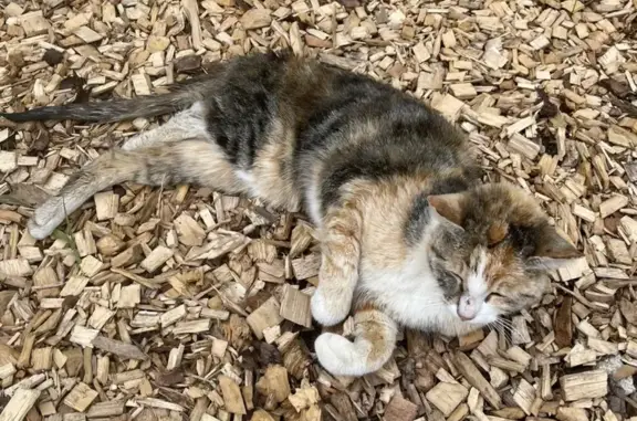 Chat pucé trouvé près de Cornier - photo