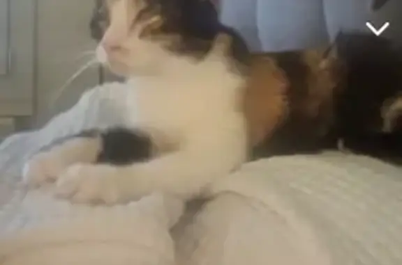 Chat Européen Trouvé à Trévoux - photo