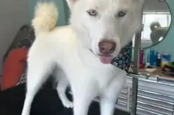 Help Find Aspen: Lost White Husky in Evergreen!