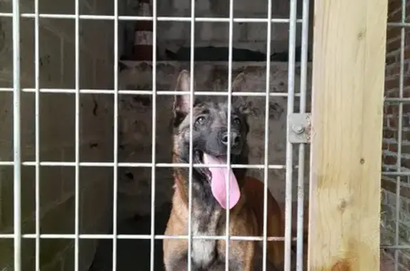 Chien Malinois docile trouvé à Brécé - photo