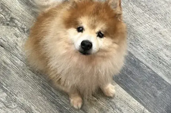 Lost Blind Pomeranian in Queens, NY - Help!