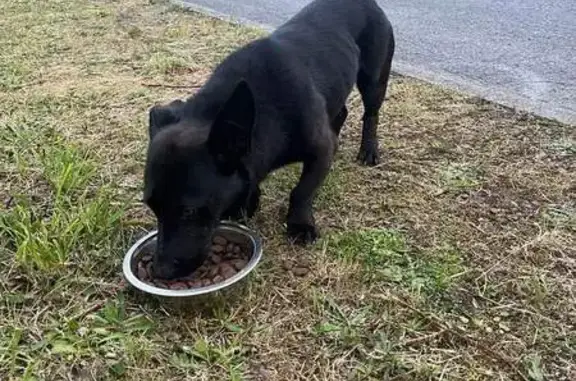 Chien trouvé Auberchicourt, photo: Chien noir trouvé près de Match