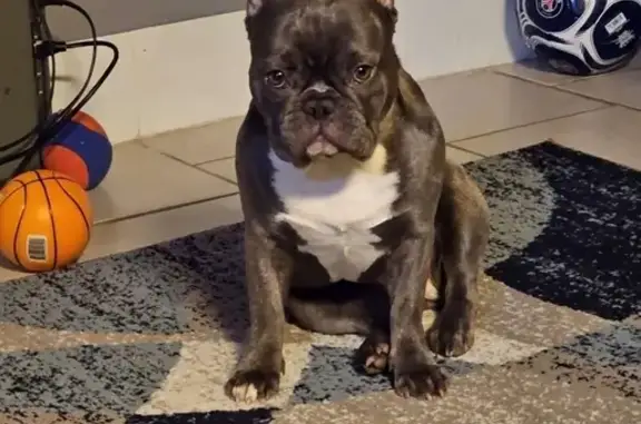 Help Find Mia! Lost French Bulldog in NY
