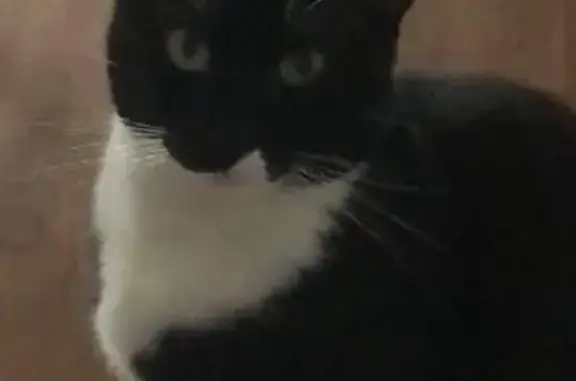 Chat perdu, Lille, photo: Chat noir et blanc perdu à Lille