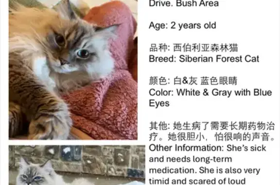Lost! Timid White-Gray Cat with Blue Eyes