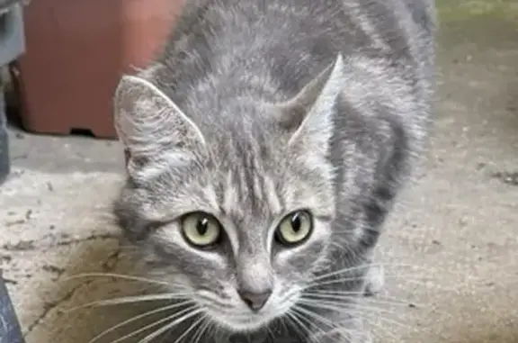 Animaux trouvés , photo: Chat tigré gris trouvé à Bihucourt