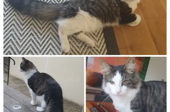 Animaux perdus Colombes, photo: Chat noir et blanc perdu à Colombes