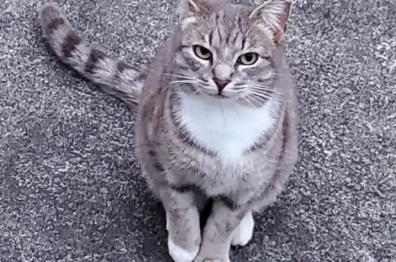 Lost Silver Cat with White Patch - Westerville!