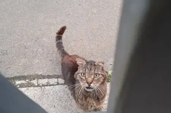 Chat trouvé, fatigué, rue Kéraudy - photo