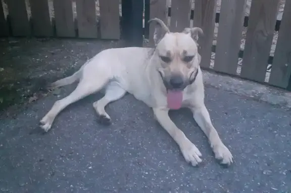 Chien trouvé à Brullioles 170 - photo
