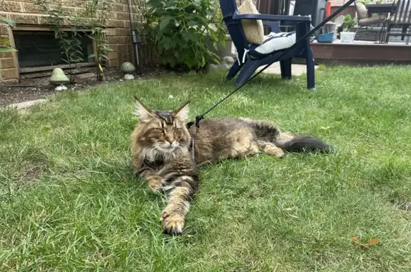 Lost Polydactyl Maine Coon - Help Find Him!