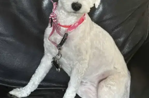 Lost Fast White Poodle - Grant Rd, Cypress!