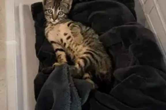 Chaton trouvé à Pommeret - photo
