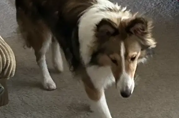 Lost Sheltie! Male Tri-Color - Pinewood Rd, Allenstown