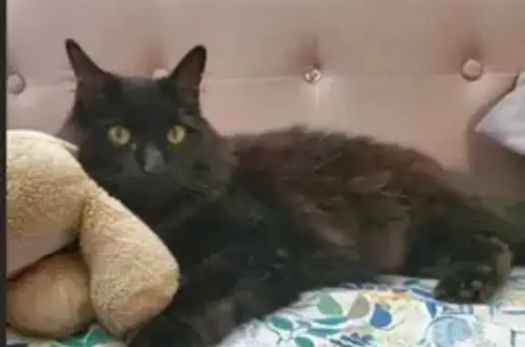 Lost Fluffy Black Cat: Westerman in Salem